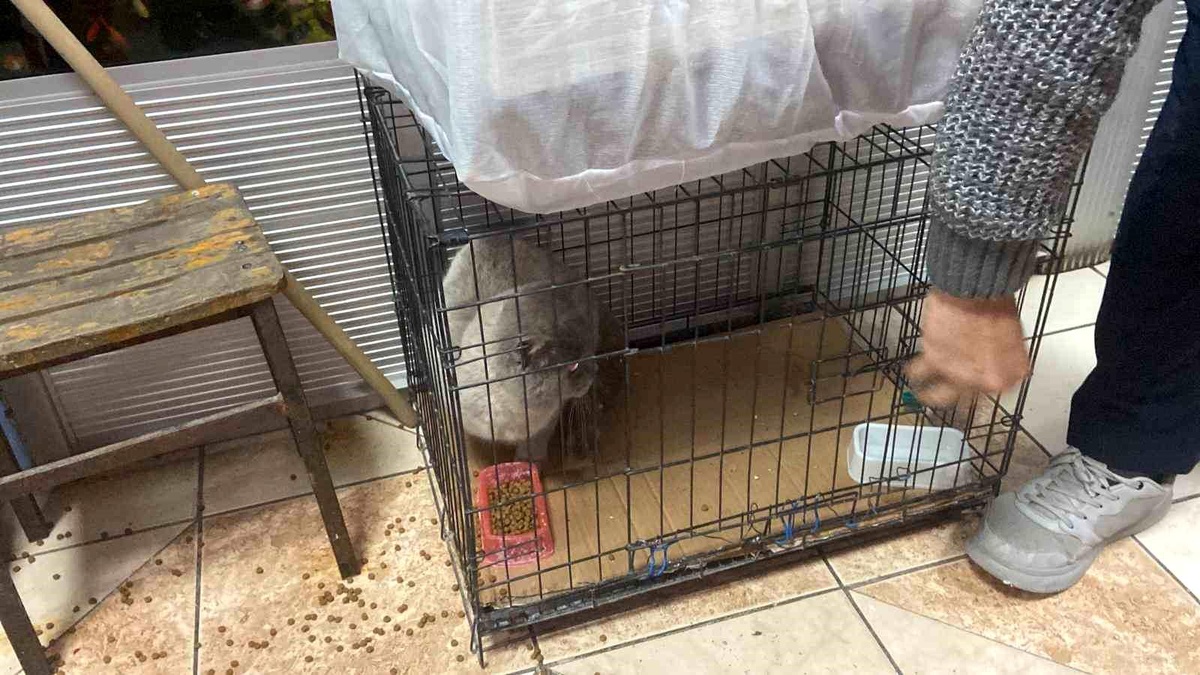 Erzincan\'da işyerinde sıkışan kedi itfaiye ekiplerince kurtarıldı