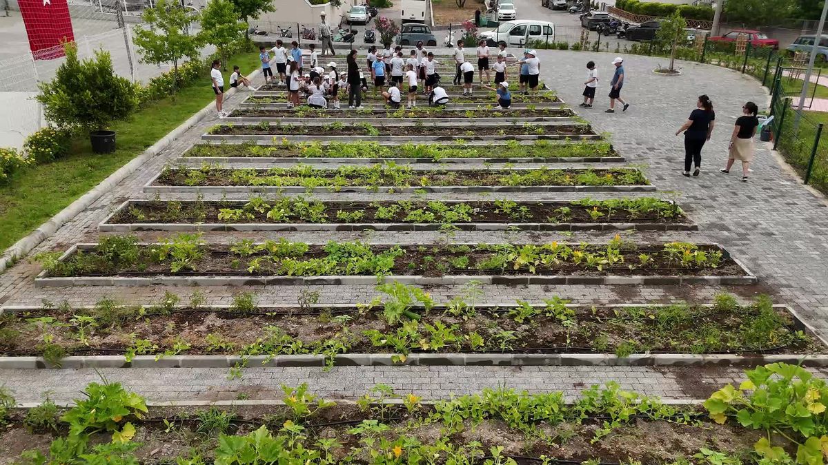 Marmaris\'te Çiftçi Çocuklar Parkı\'nda Hasat Başladı