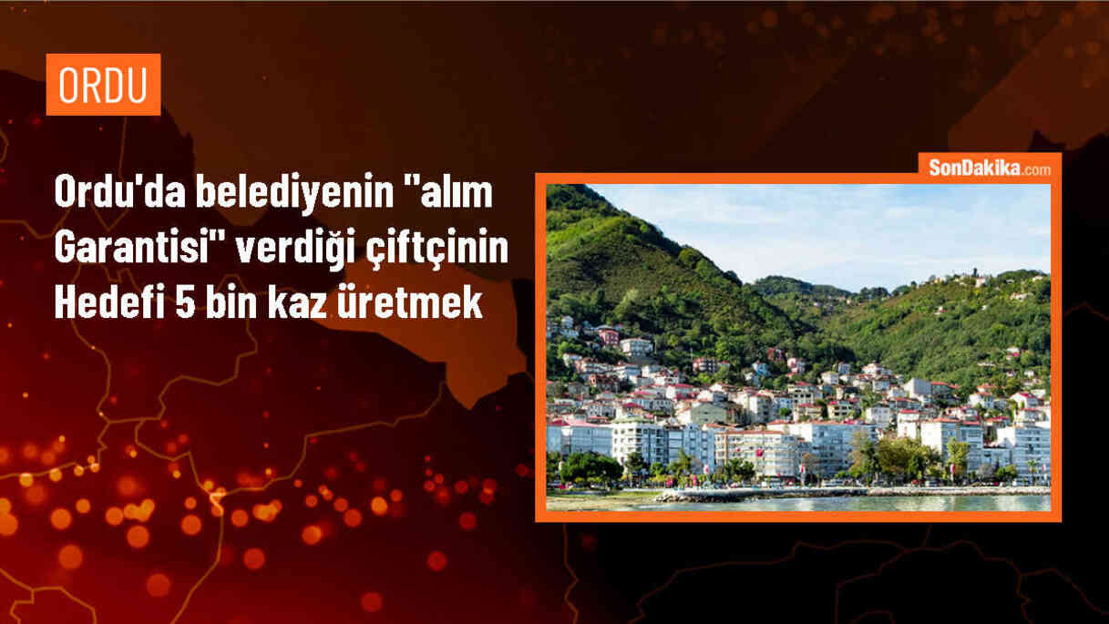 Ordu\'da Çiftçi Kaz Yetiştiriciliğine Başladı