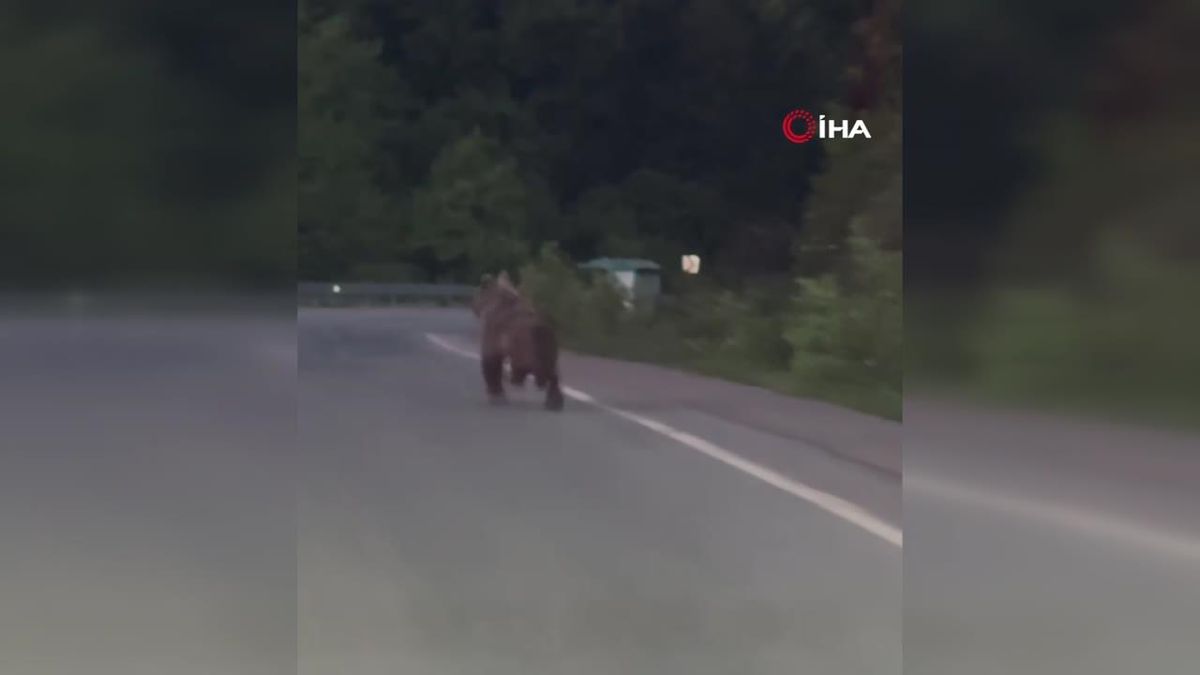 Seyir halindeki aracın önüne ayı çıktı