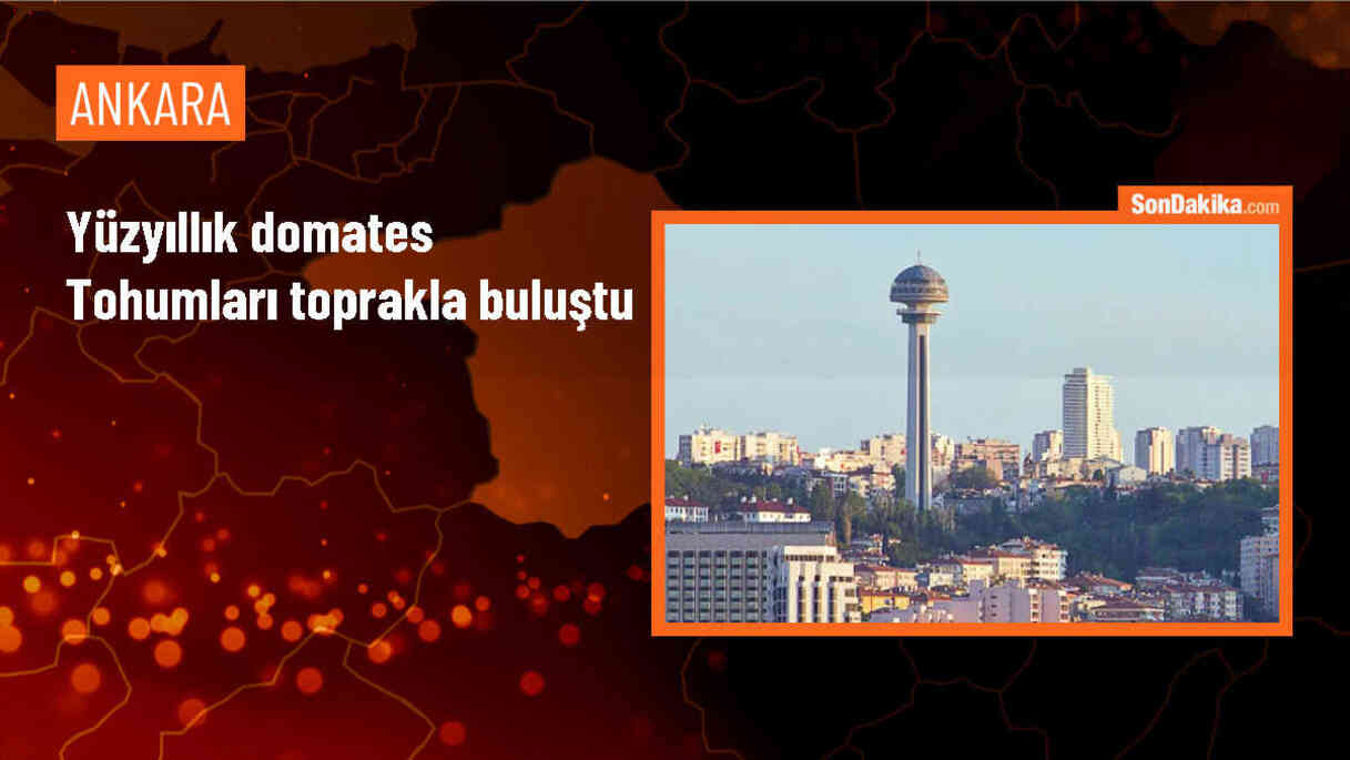 Ayaşlı kadın girişimcilerin ata tohumlarından yetiştirdiği domatesler zincir marketlerde satışa sunulacak
