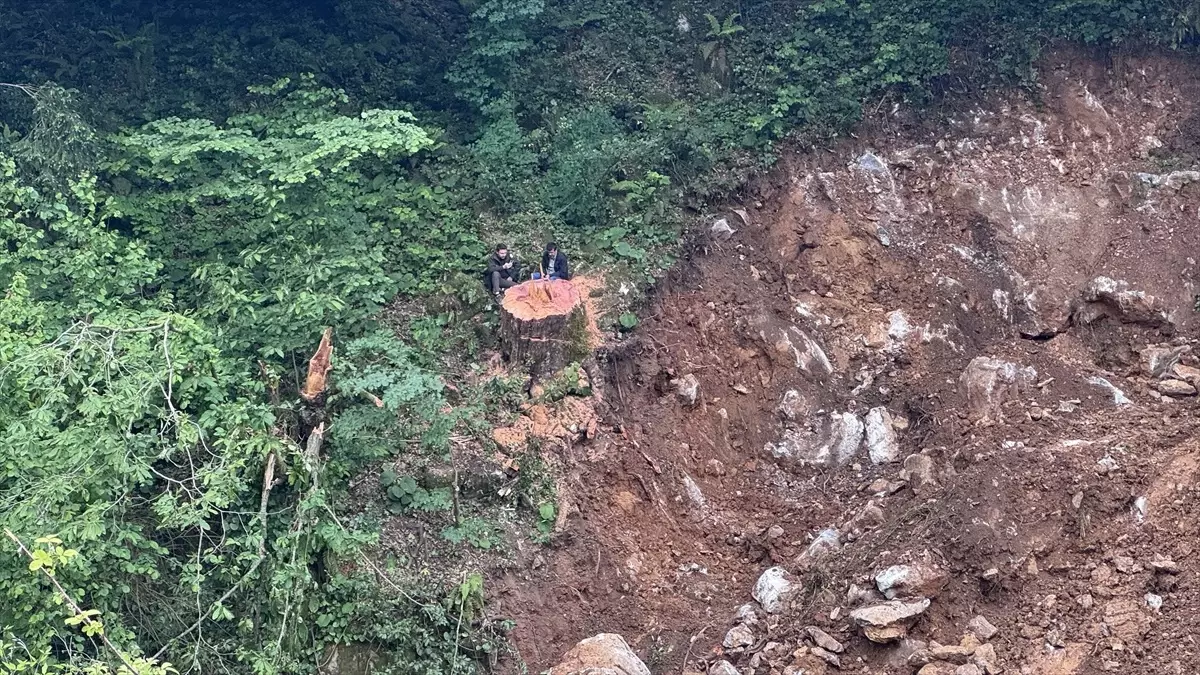 Zonguldak Valiliği, 1183 yaşındaki porsuk ağacını kesen yüklenici firmaya el koydu