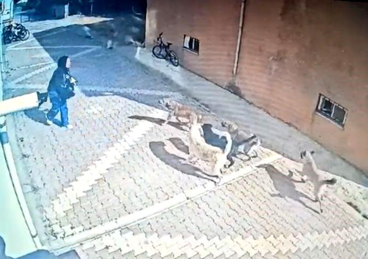 Konya\'da sokak köpekleri bir kız öğrenciye saldırdı