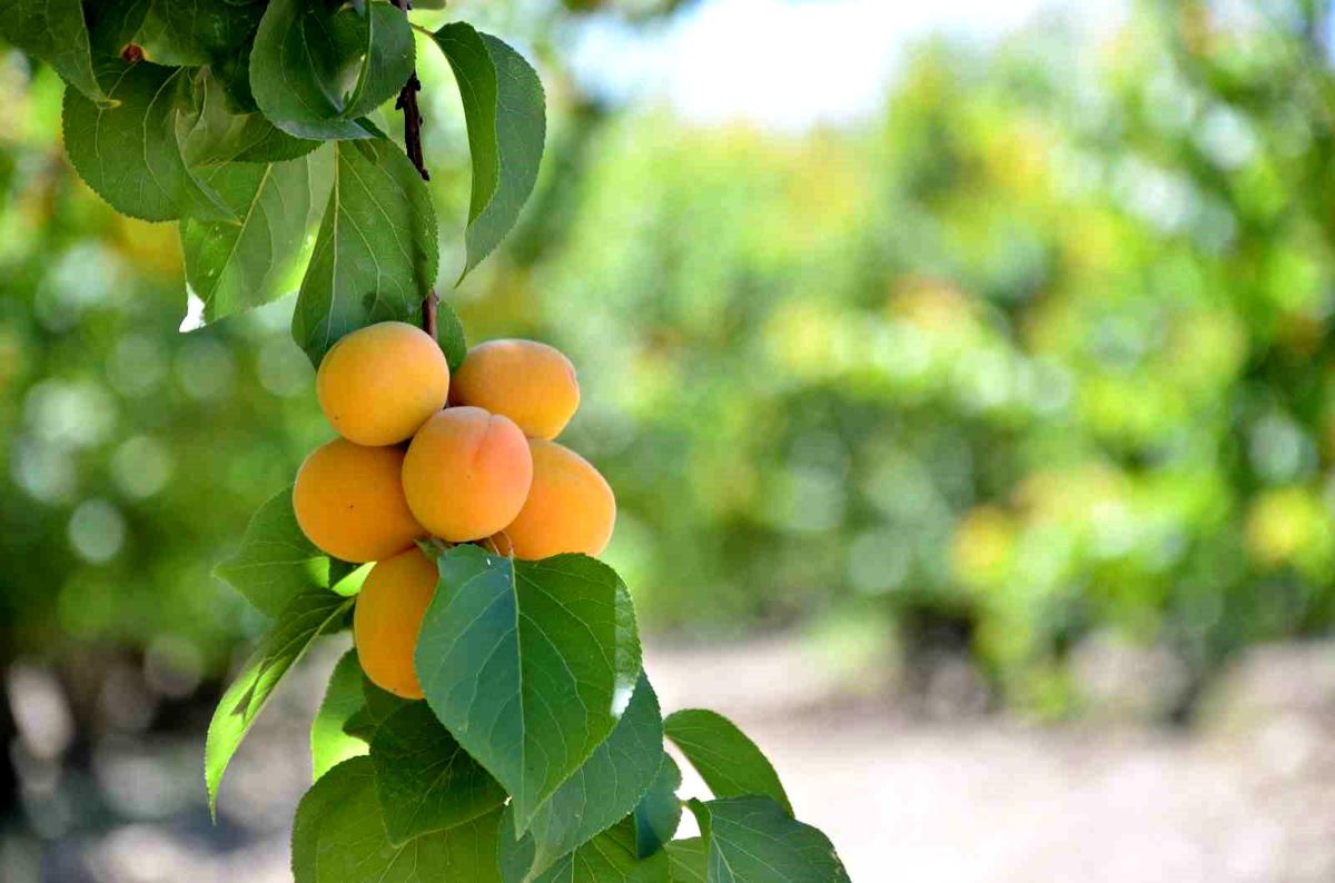 Denizli Pamukkale\'de Erkenci Kayısı Hasadı Başladı