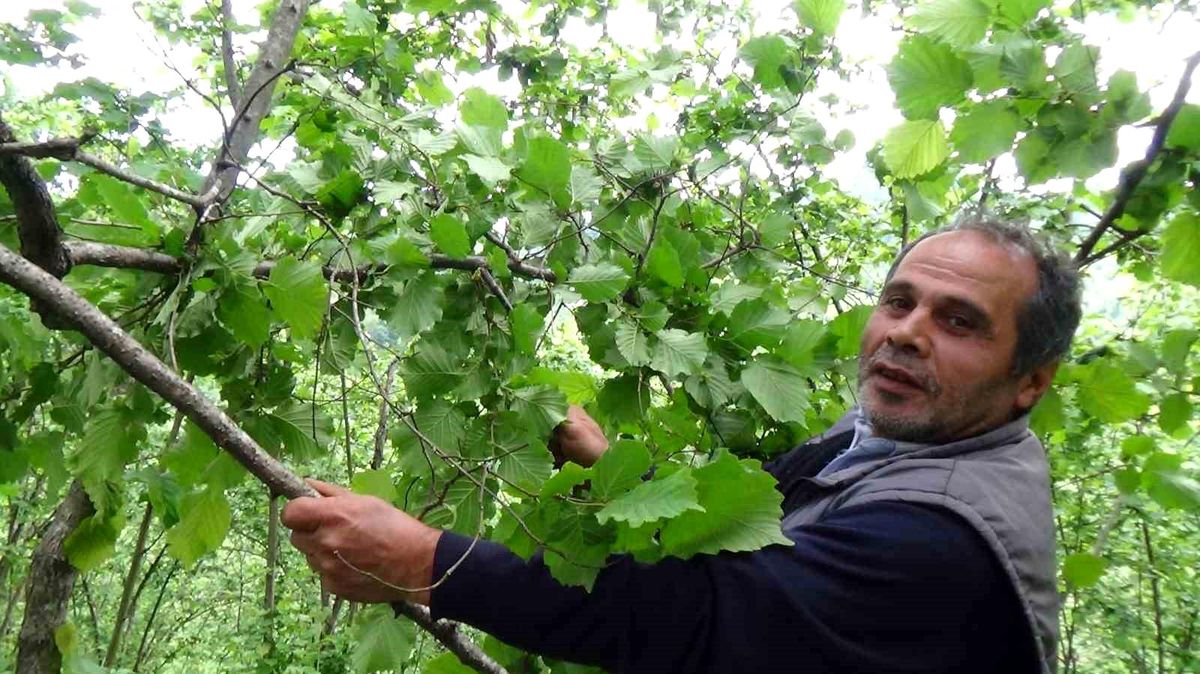 Fındık Üreticileri Yeni Sezon Öncesi Umutlu ve Temkinli