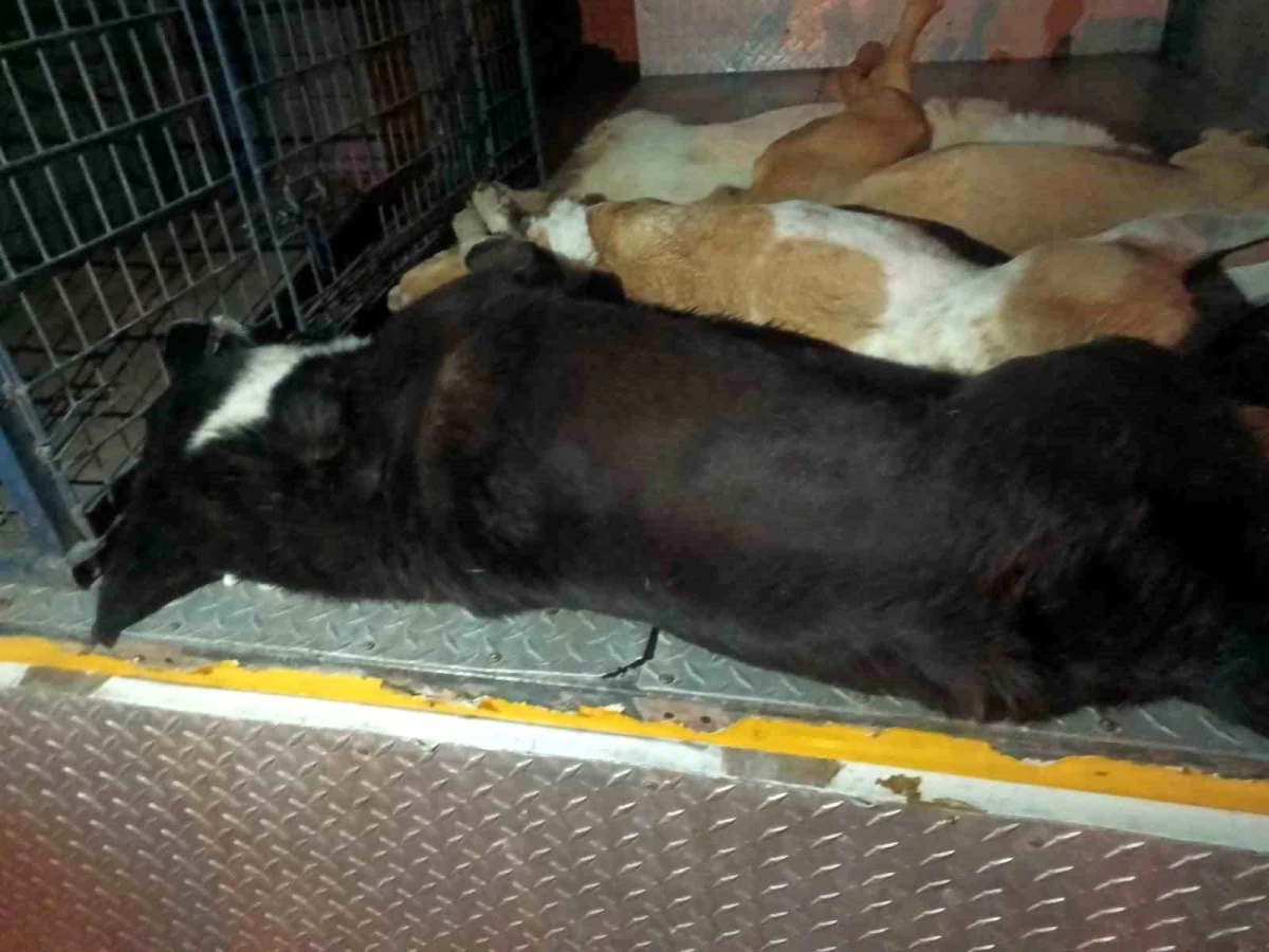 İzmir\'de 10 köpek zehirlenerek telef oldu