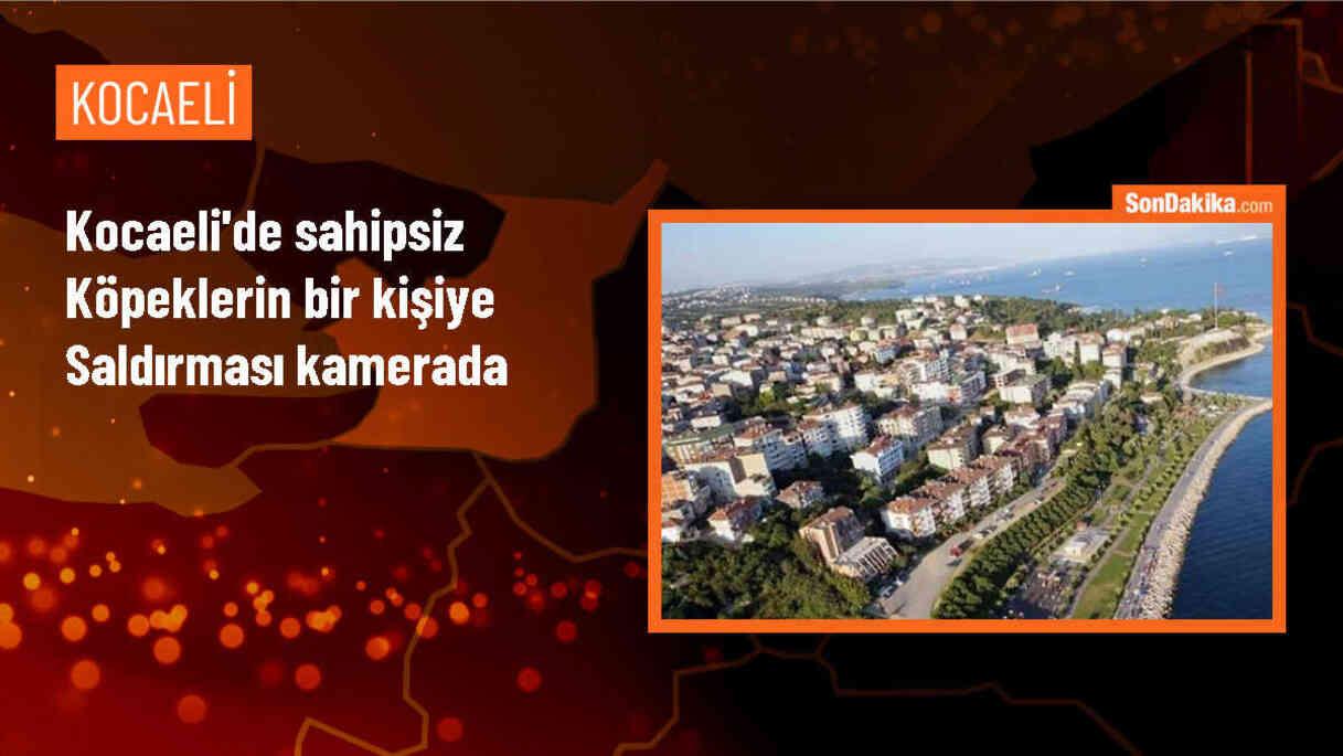 İzmit\'te sahipsiz köpeklerin saldırısı kamerada