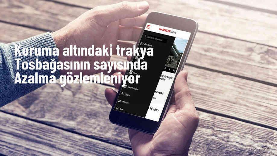 Trakya Tosbağası Sayısında Azalma Gözlemleniyor