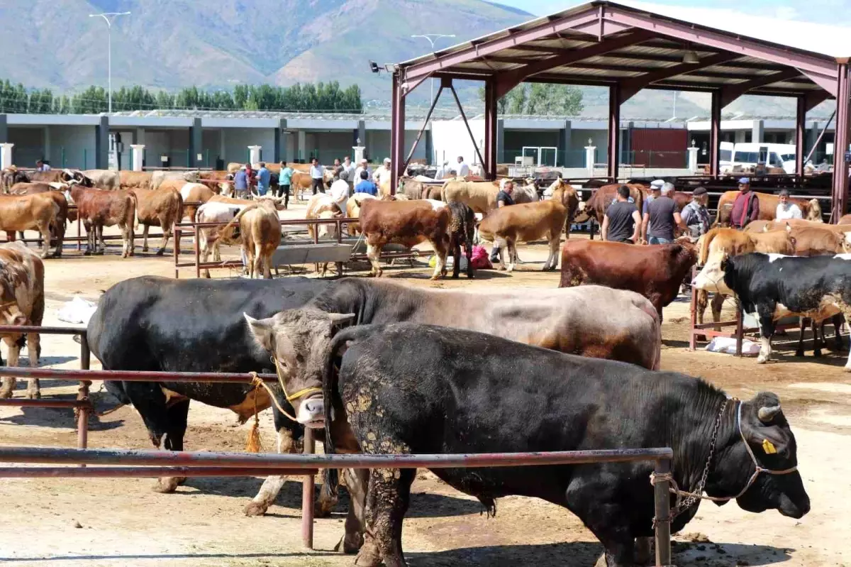 Erzincan\'da Kurbanlık Hayvan Alımında Dikkat Edilmesi Gerekenler