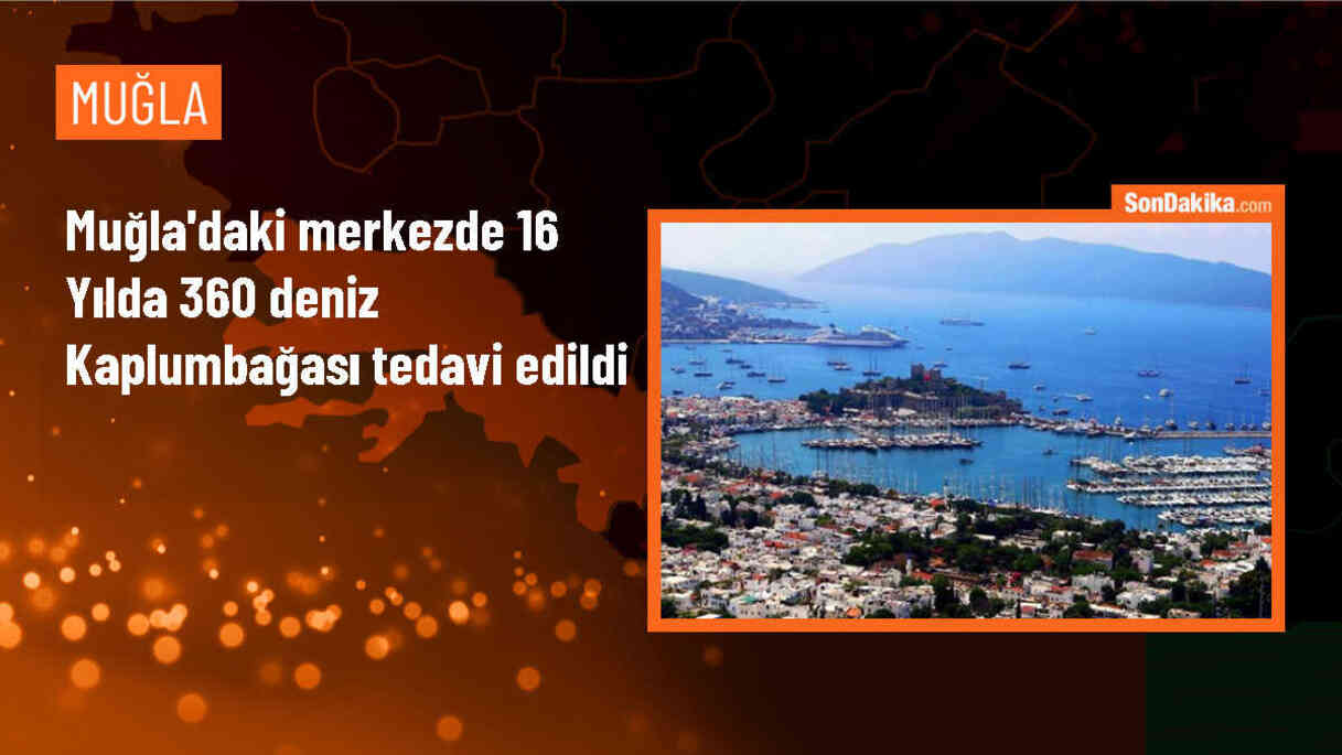 Muğla\'da Deniz Kaplumbağaları Araştırma Merkezi\'nden 360 kaplumbağa doğaya salındı
