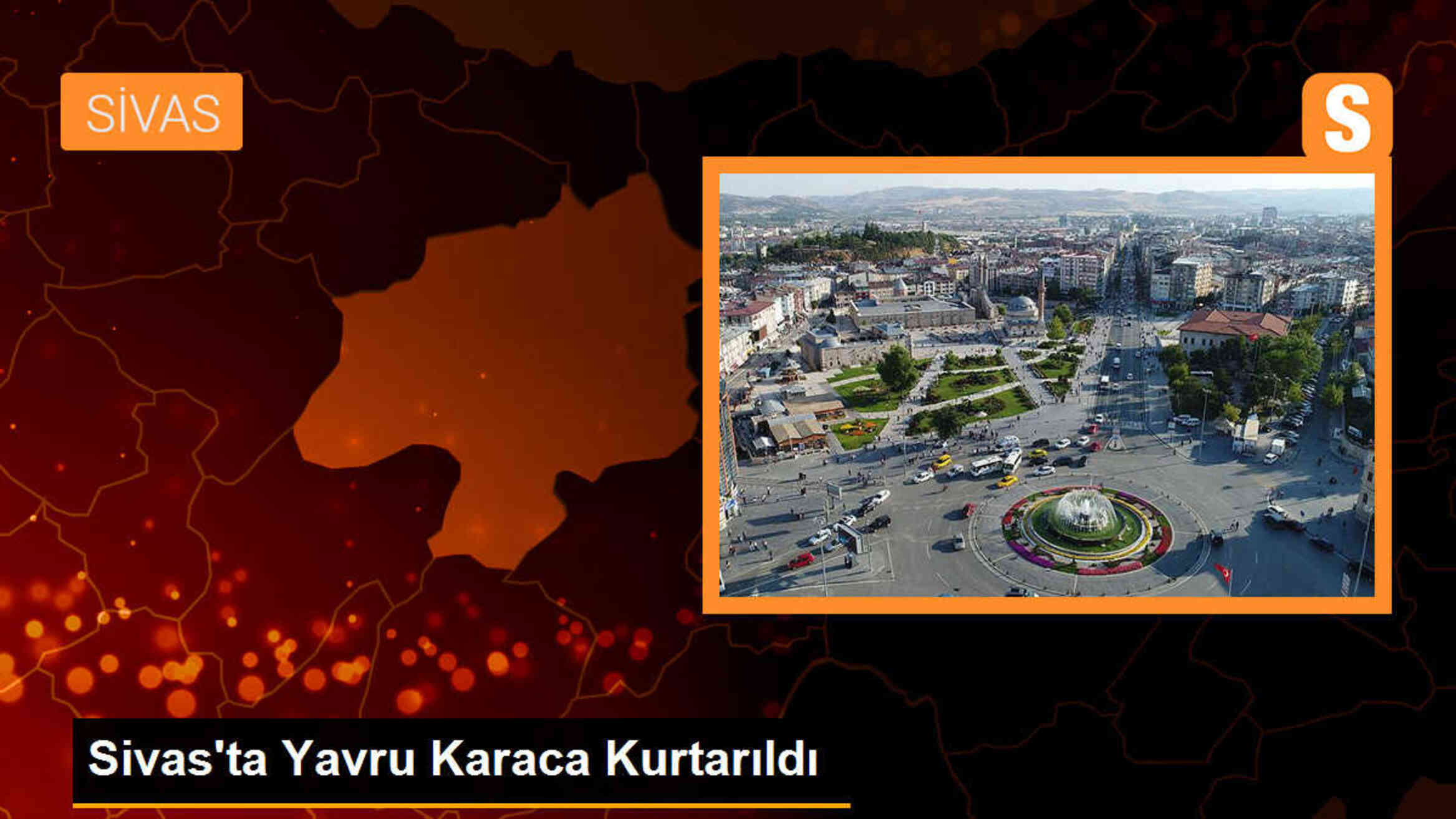 Sivas\'ta yavru karaca evde büyütüldü