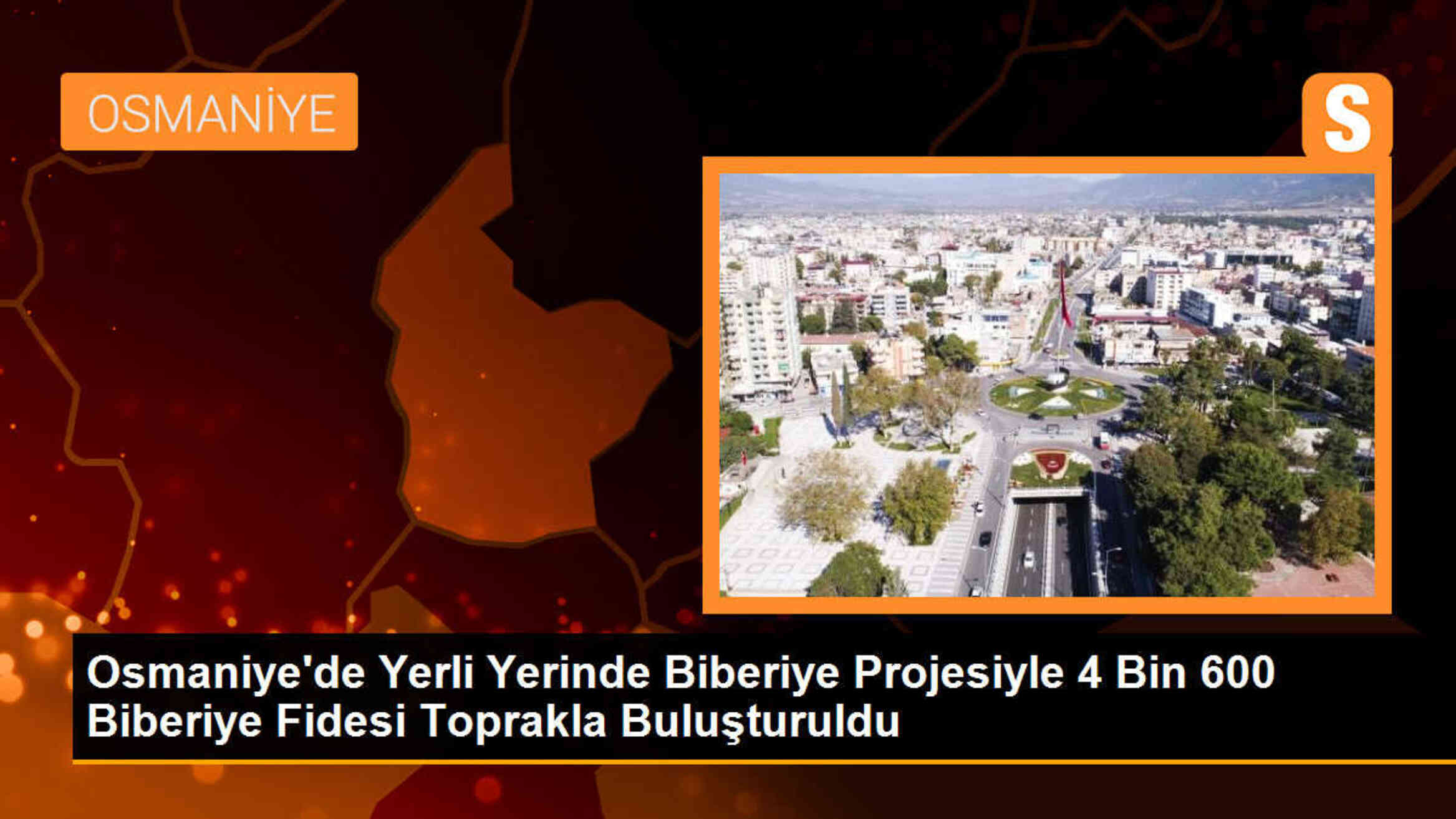 Osmaniye\'de Yerli Yerinde Biberiye Projesiyle 4,5 Dekar Alanda Üretim Başladı