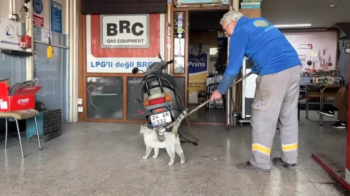 Erzincan\'da Oto Tamircisine Gelen Kedi, Fırçayla Kendisini Kaşıtıyor