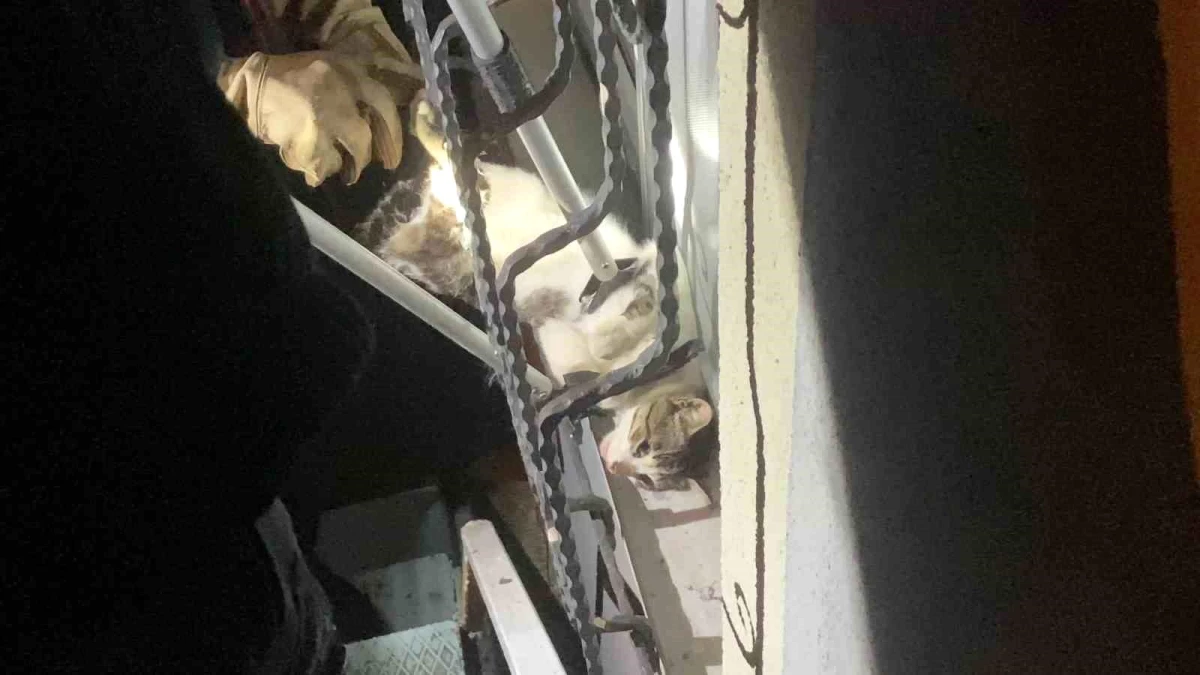 Kocaeli Gebze\'de Sıkışan Kedi İtfaiye Tarafından Kurtarıldı