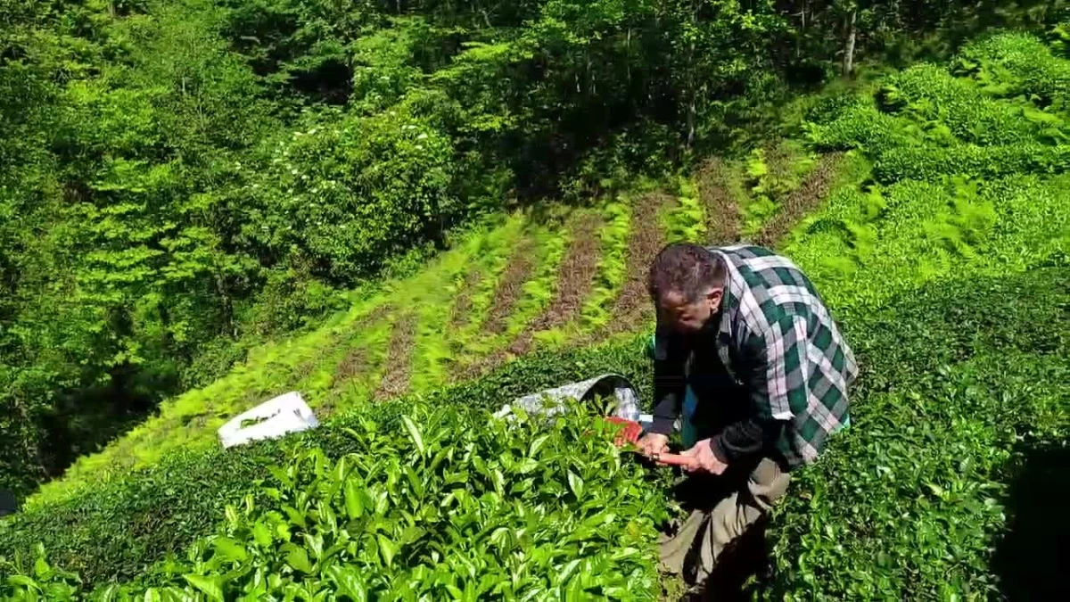 Rize\'de çay üreticileri ve esnaflar, yaş çay alım fiyatını protesto etmek için yürüyüş ve kepenk kapatma eylemi yapacak