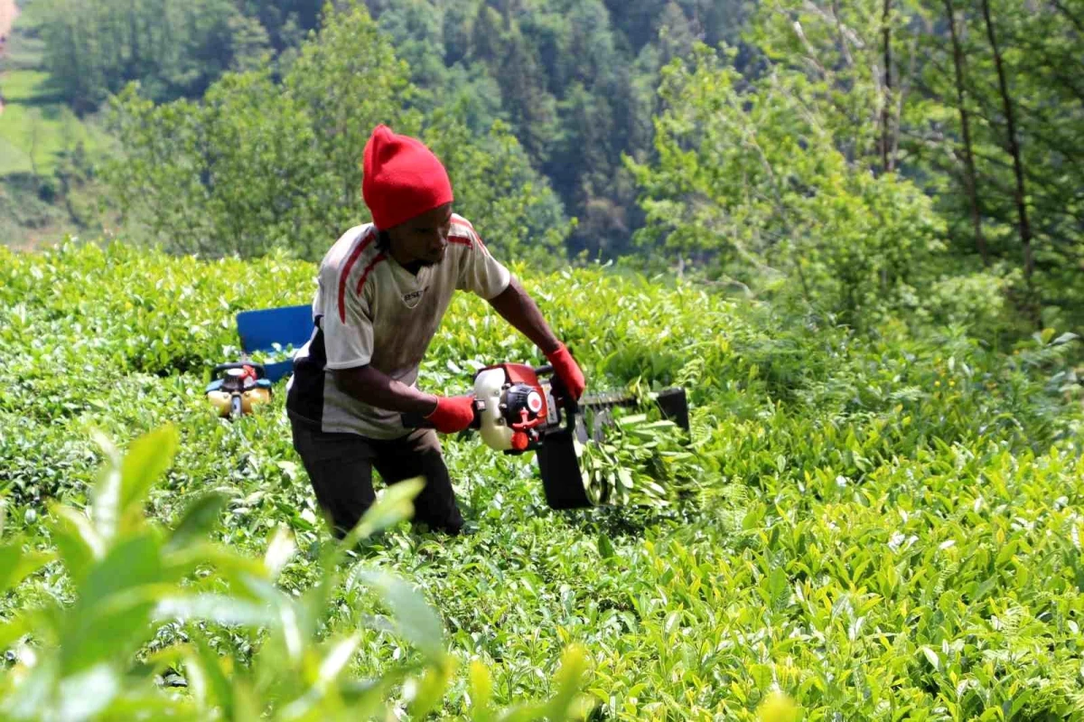 Doğu Karadeniz Bölgesi\'nde Afrikalı çay işçileri yeniden görülmeye başlandı