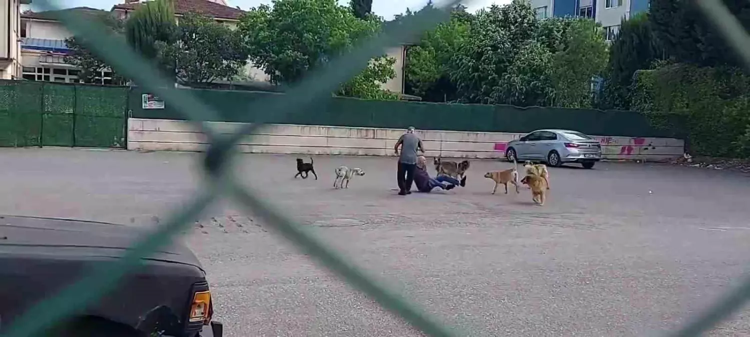 İzmit\'te Çocuk Parkının Önünde Vatandaşa Köpek Saldırısı