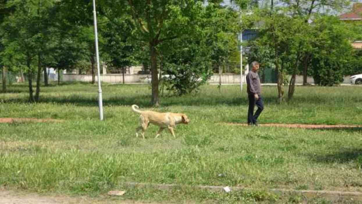 Sokak ortasında 10 köpeğin saldırısına uğradı: O anlar kamerada Sokak ortasında 10 köpeğin saldırısına uğradı: O anlar kamerada