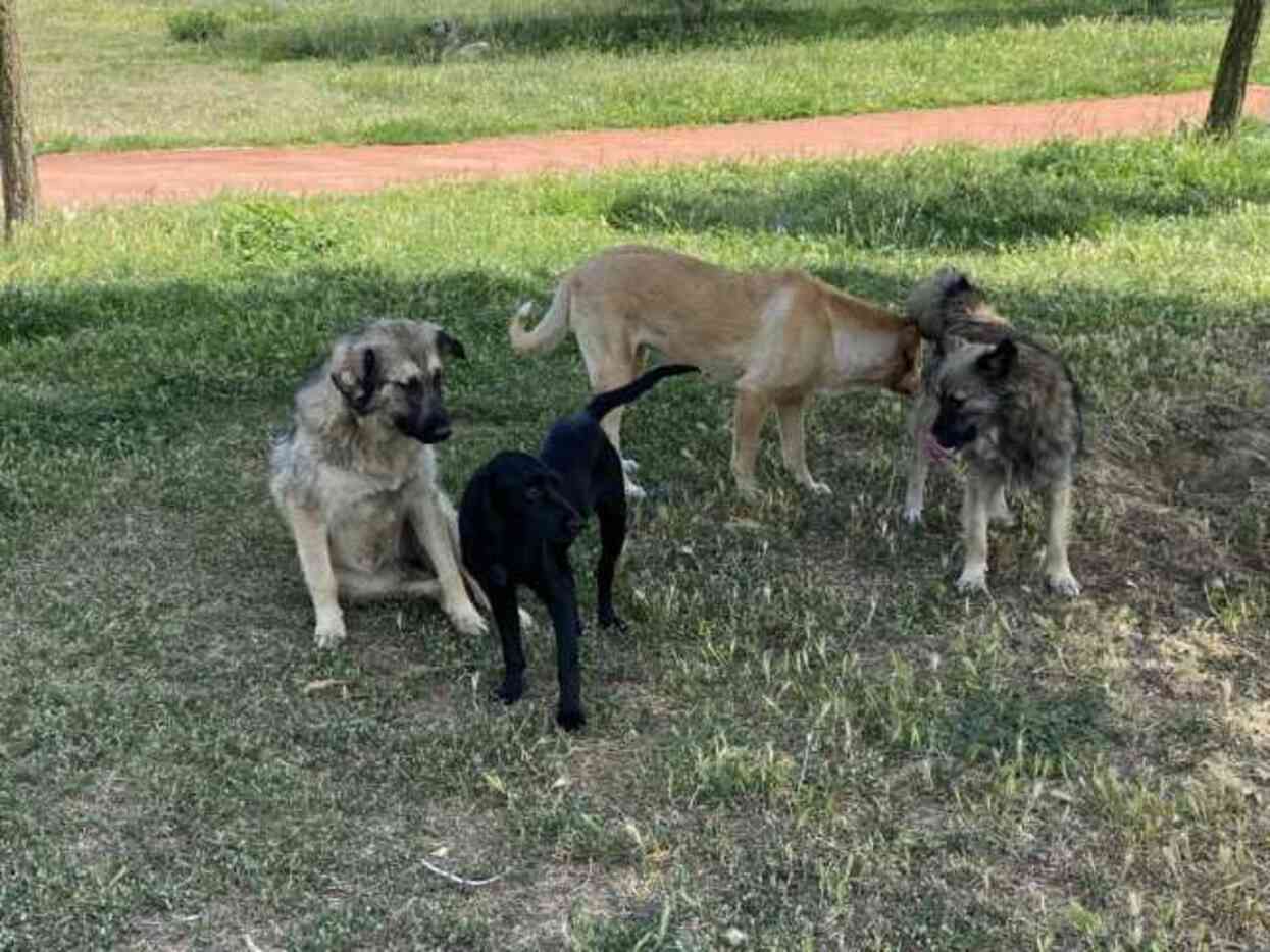 Sokak ortasında 10 köpeğin saldırısına uğradı: O anlar kamerada Sokak ortasında 10 köpeğin saldırısına uğradı: O anlar kamerada