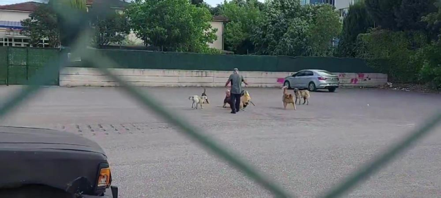 Sokak ortasında 10 köpeğin saldırısına uğradı: O anlar kamerada