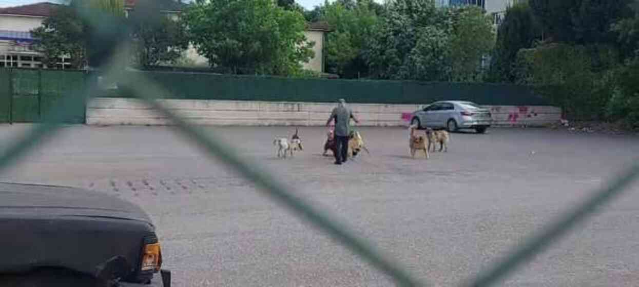 Sokak ortasında 10 köpeğin saldırısına uğradı: O anlar kamerada Sokak ortasında 10 köpeğin saldırısına uğradı: O anlar kamerada