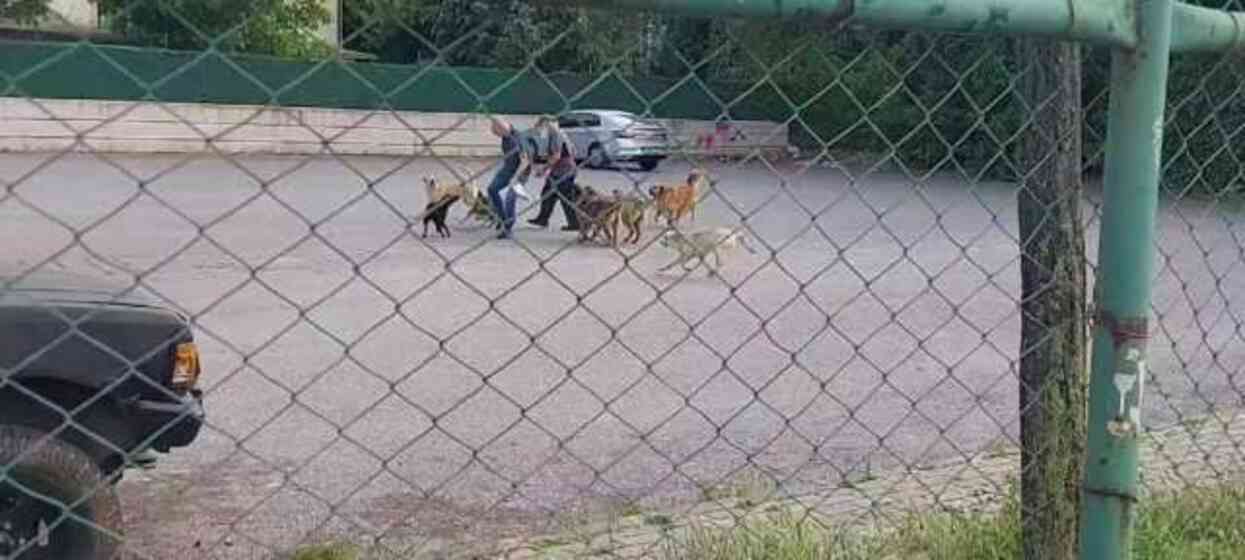 Sokak ortasında 10 köpeğin saldırısına uğradı: O anlar kamerada Sokak ortasında 10 köpeğin saldırısına uğradı: O anlar kamerada