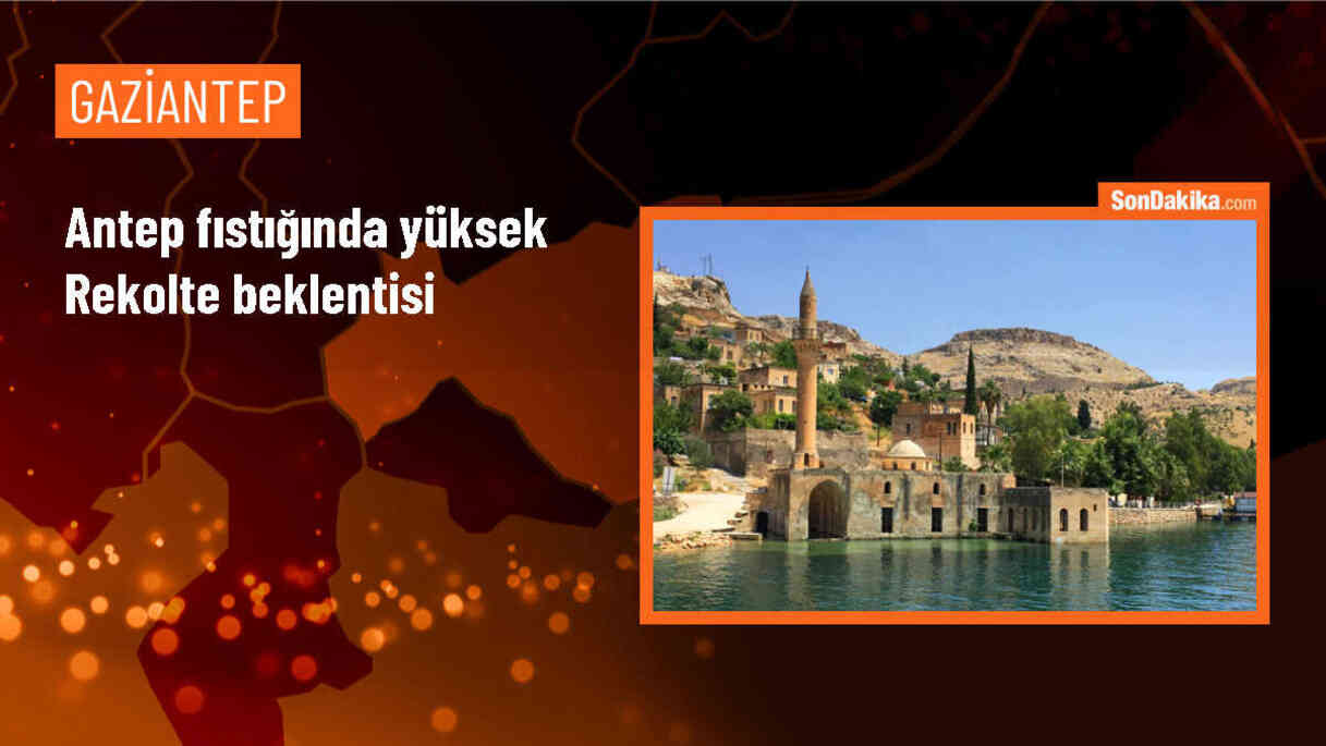 Antep fıstığında yüksek rekolte beklentisi