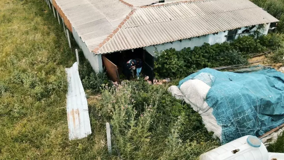 Tekirdağ\'da 11 Kurbanlık Hayvan Çalındı, 5 Şüpheli Yakalandı