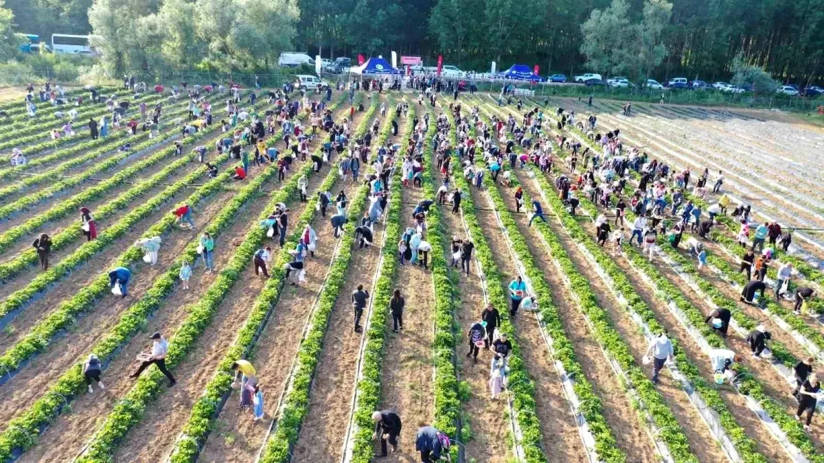 İzmit Çayırköy\'de Çilek Hasadı Yarın Başlıyor