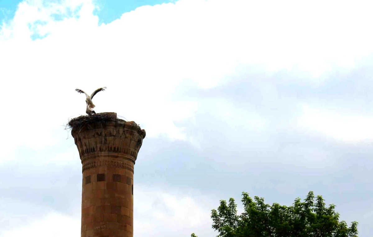 Kahramanmaraş depremlerinde yarısı yıkılan minareye leylek yuva yaptı