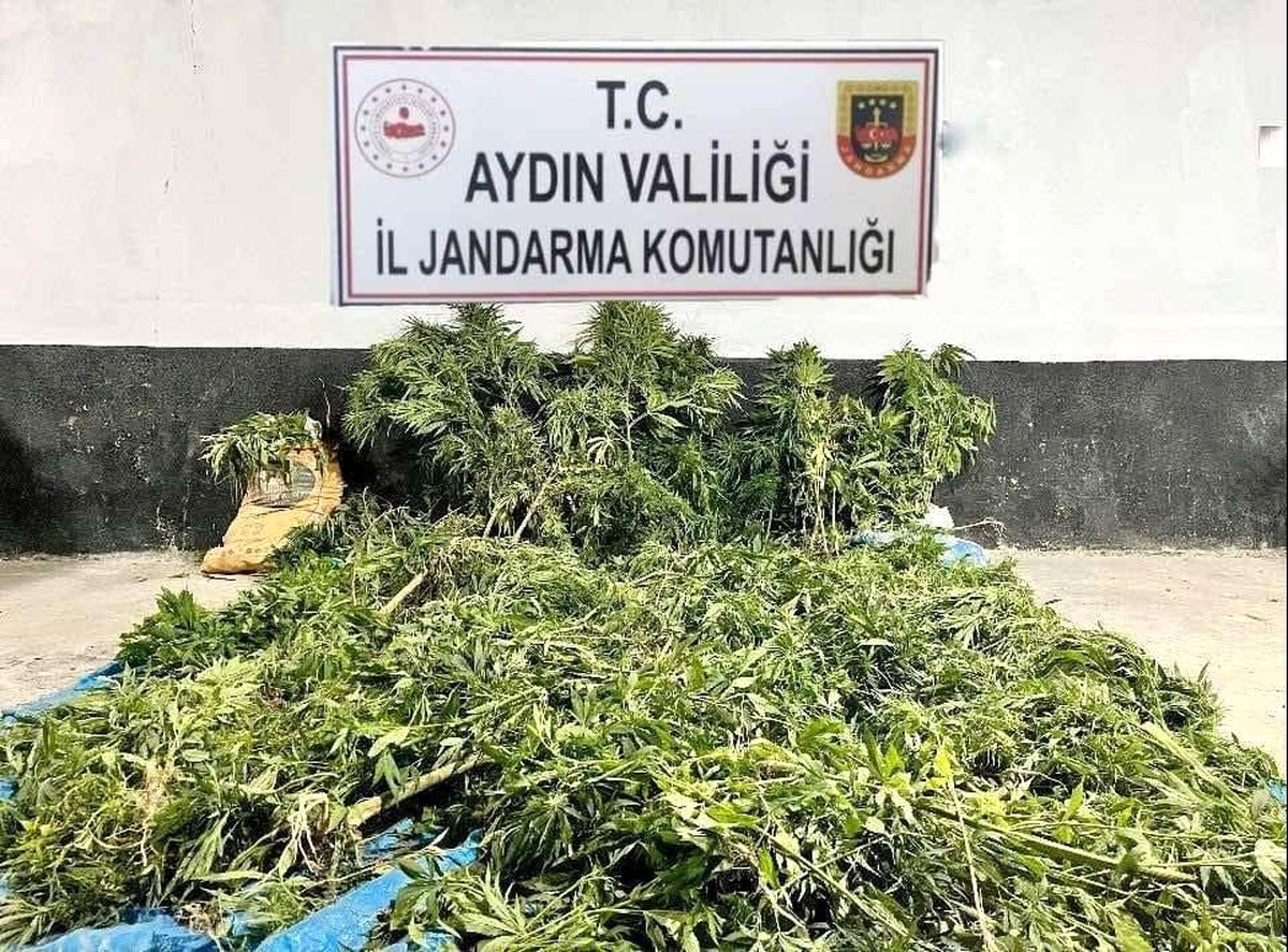 Aydın Söke\'de Kenevir Ekimi Yapan Şüpheliler Yakalandı
