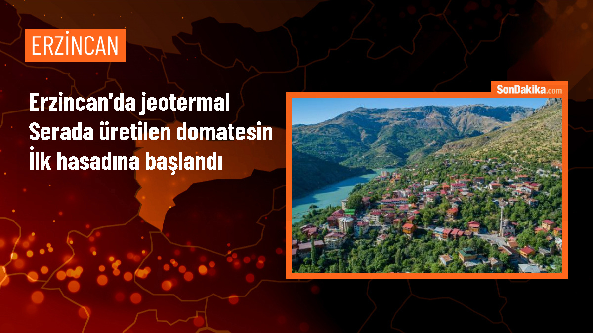 Erzincan\'da Jeotermal Enerjiyle Seracılıkta İlk Domates Hasadı Yapıldı