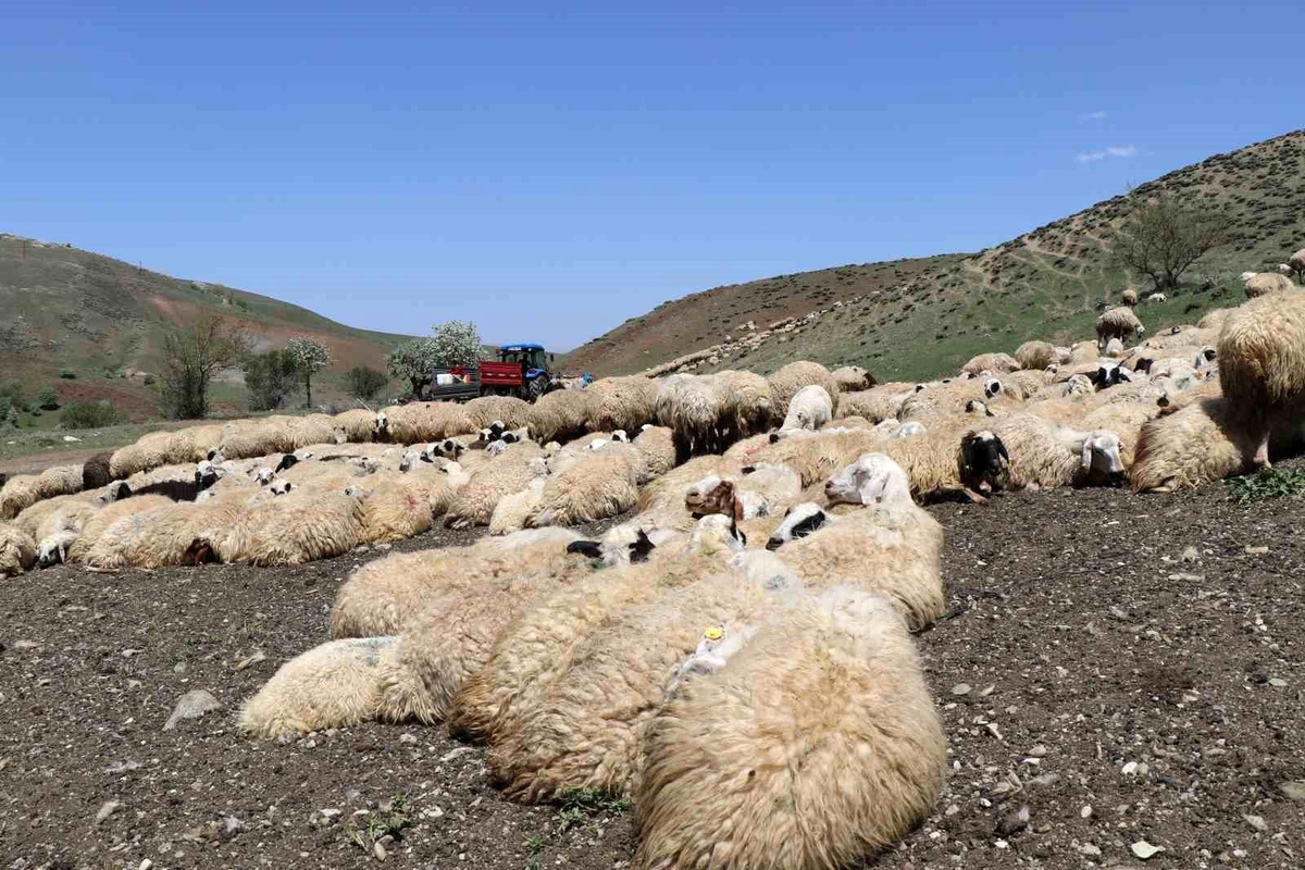 Veteriner Hekimler Yaz Aylarında Dağlarda Hayvan Sağlığı İçin Çalışıyor