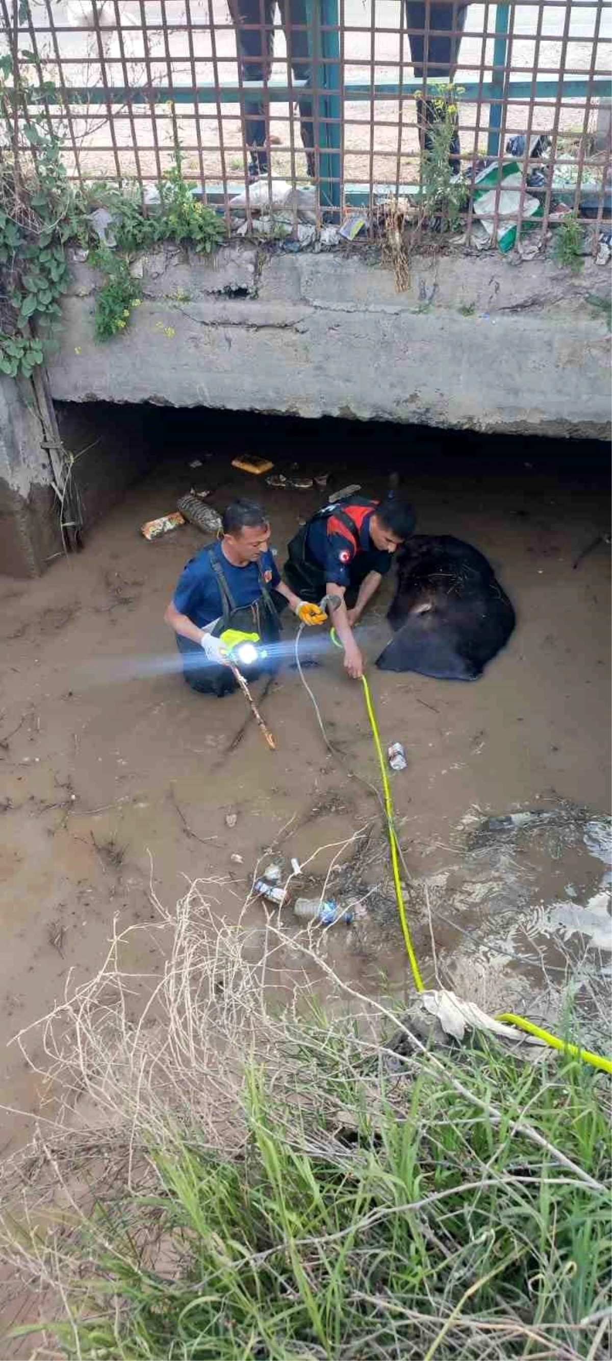 Iğdır\'da otlatılan inek sulama kanalına düştü, İtfaiye ve AFAD ekipleri kurtardı