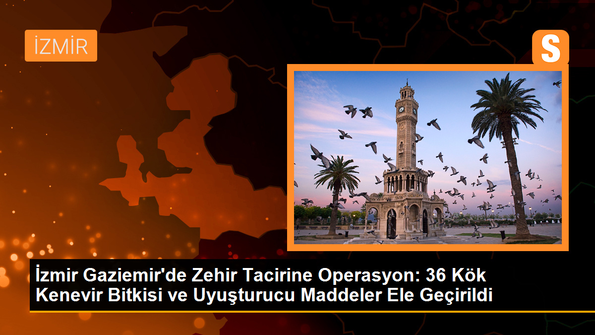 İzmir Gaziemir\'de Zehir Tacirine Operasyon: 36 Kök Kenevir Bitkisi ve Uyuşturucu Maddeler Ele Geçirildi
