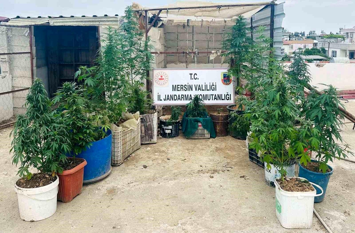 Mersin\'de Hint Keneviri Operasyonu: 2 Şüpheli Yakalandı, 2 Kilo 150 Gram Esrar Ele Geçirildi