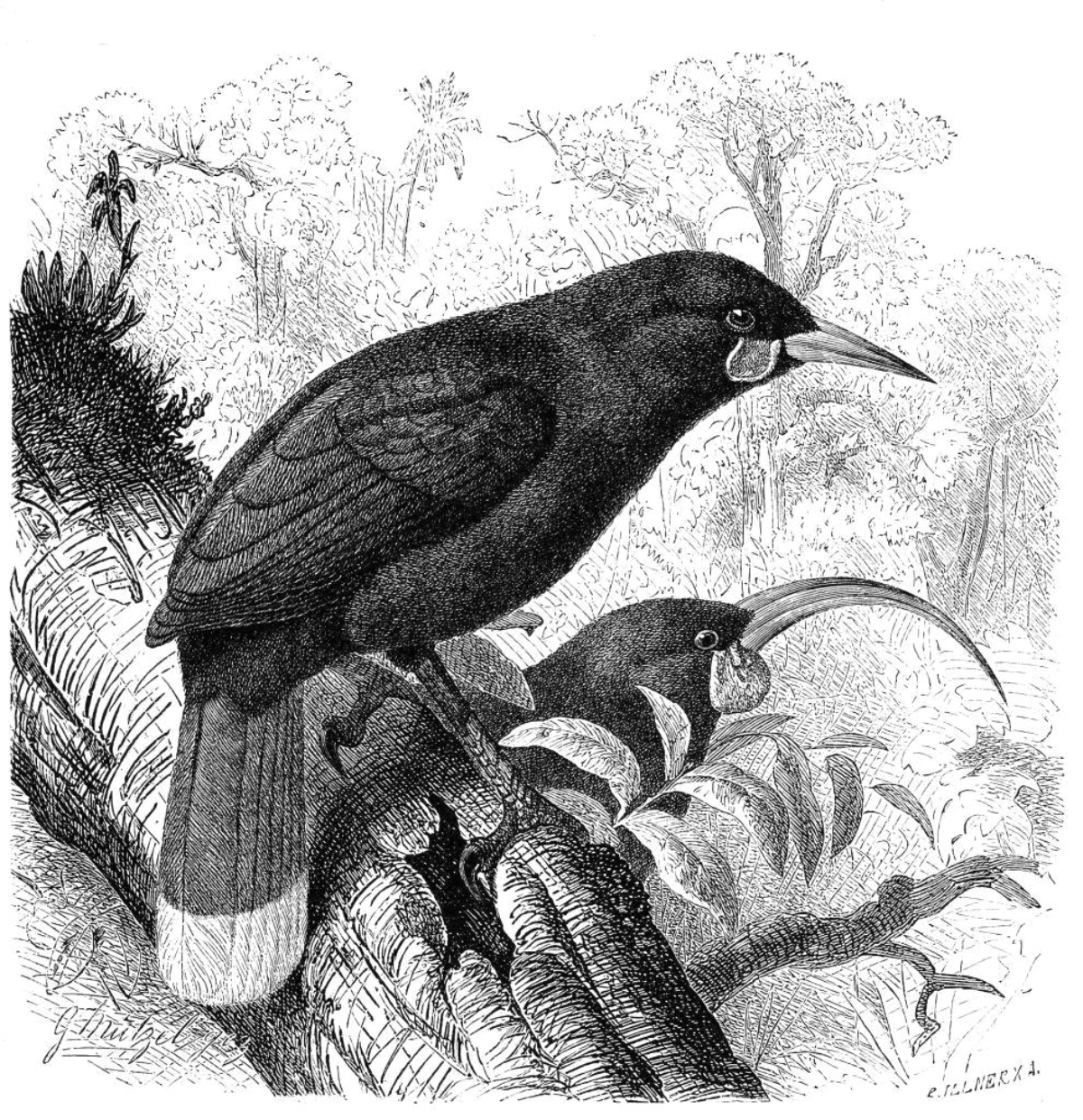 Yeni Zelanda\'da soyu tükenmiş bir kuş türüne ait tek bir tüy müzayedede yüksek fiyata satıldı