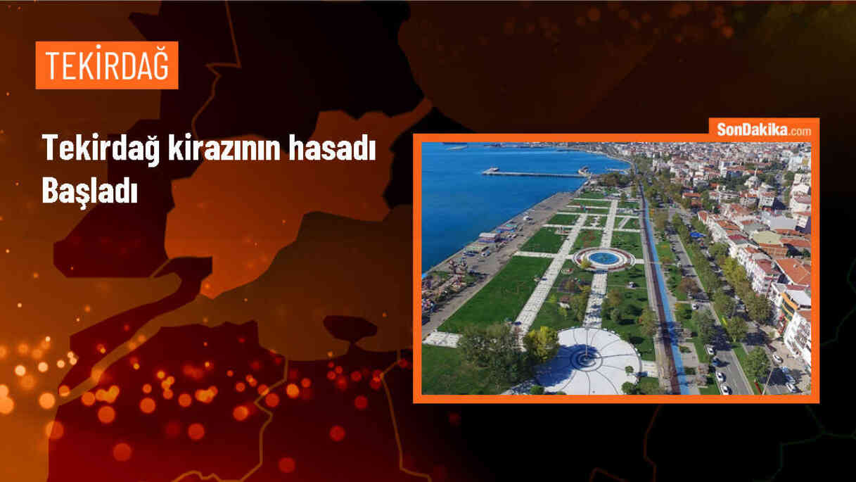Tekirdağ\'da tadı ve aromasıyla benzerlerinden ayrılan Tekirdağ kirazının hasadı başladı