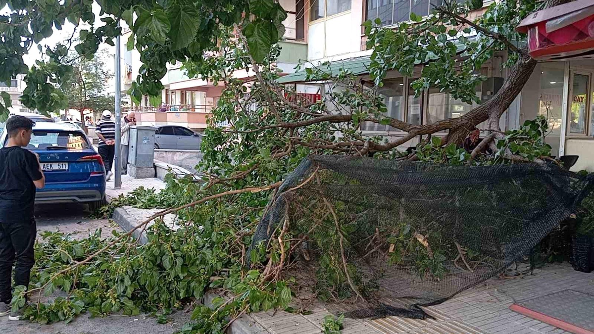 Çorum\'da Kaldırımda Yürüyen Kadına Ağaç Dalı Düştü