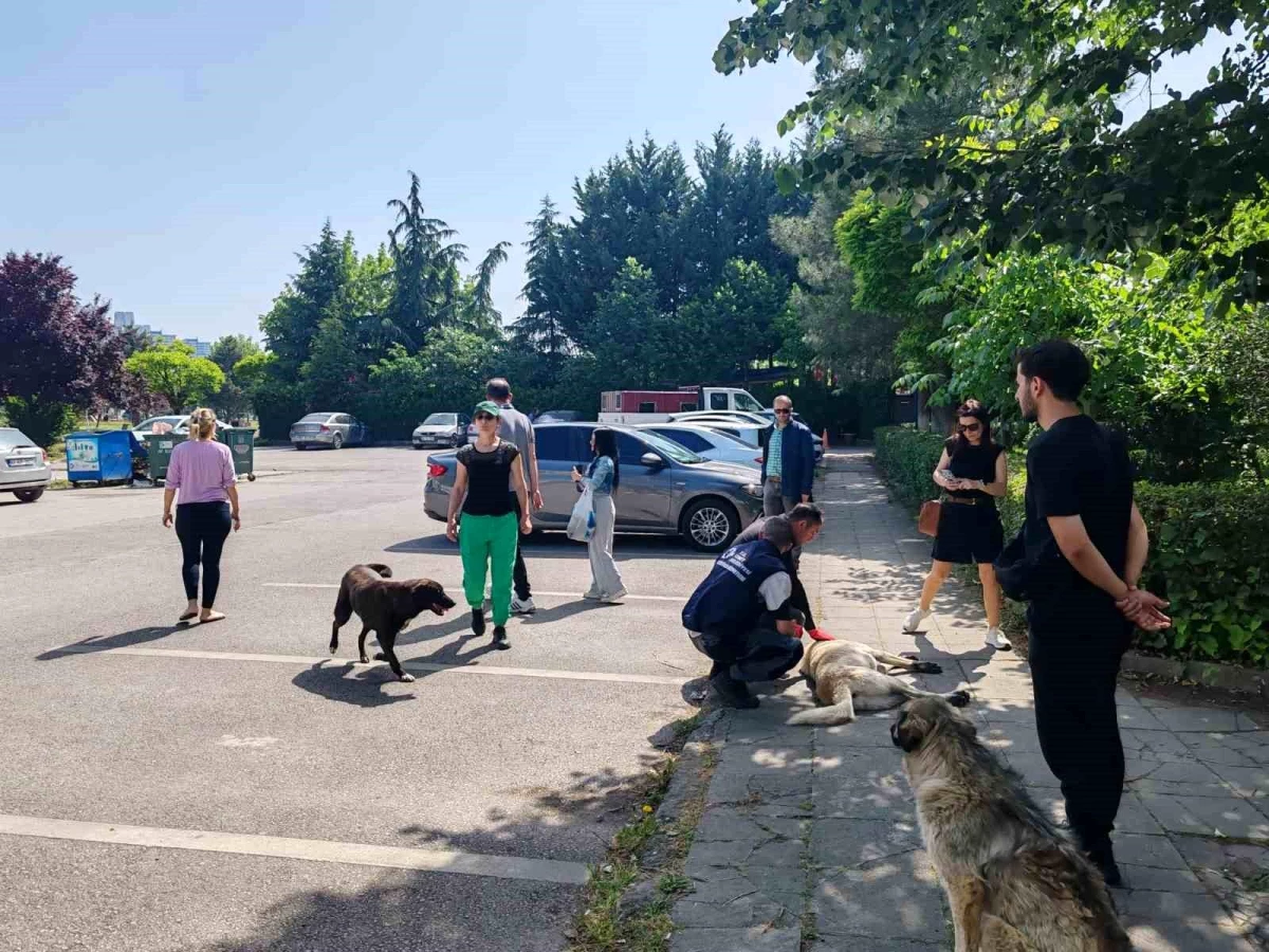 İzmit Belediyesi Saldırgan Köpekleri Barınağa Teslim Etti