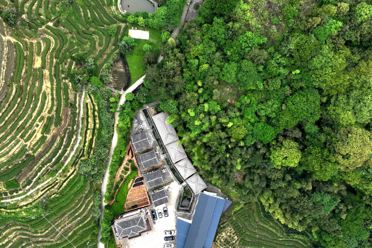 Çin\'in Fujian eyaletinde ormanlık alanlar ekonomik amaçlar doğrultusunda geliştiriliyor