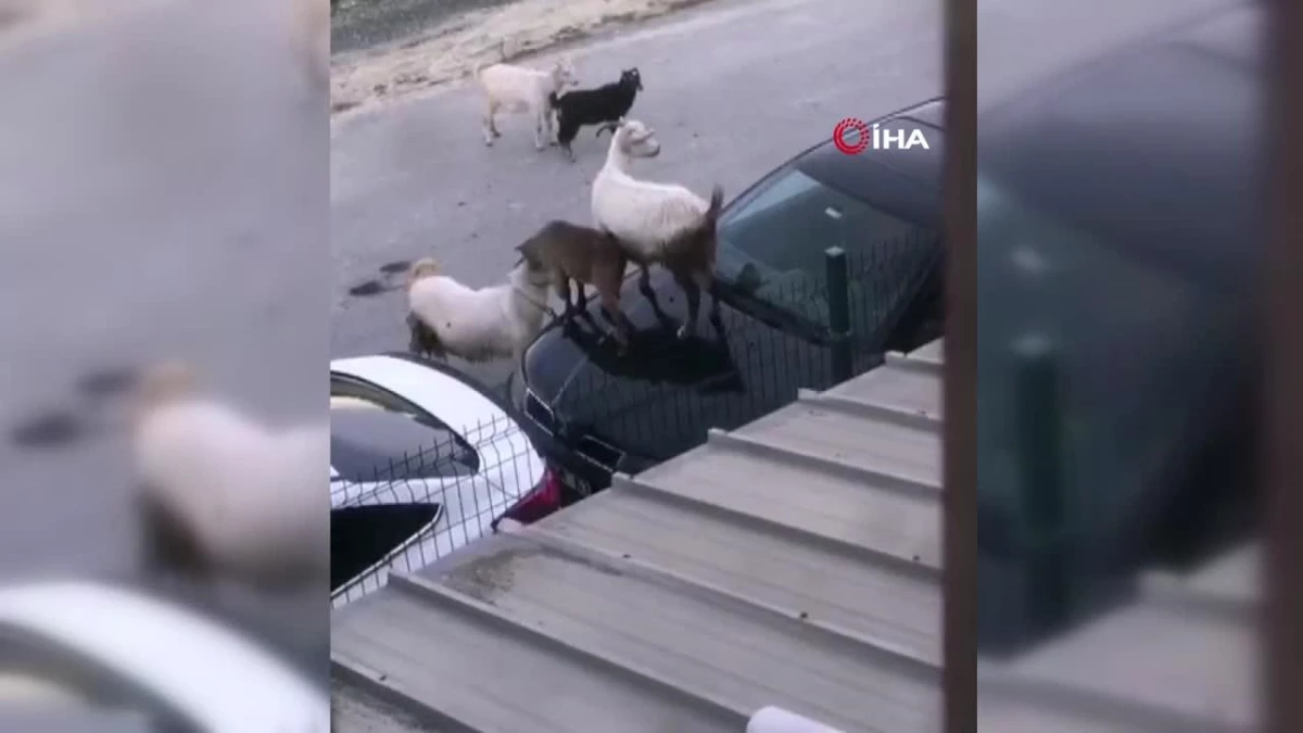 Arnavutköy\'de keçilerin tepindiği otomobilde hasar oluştu