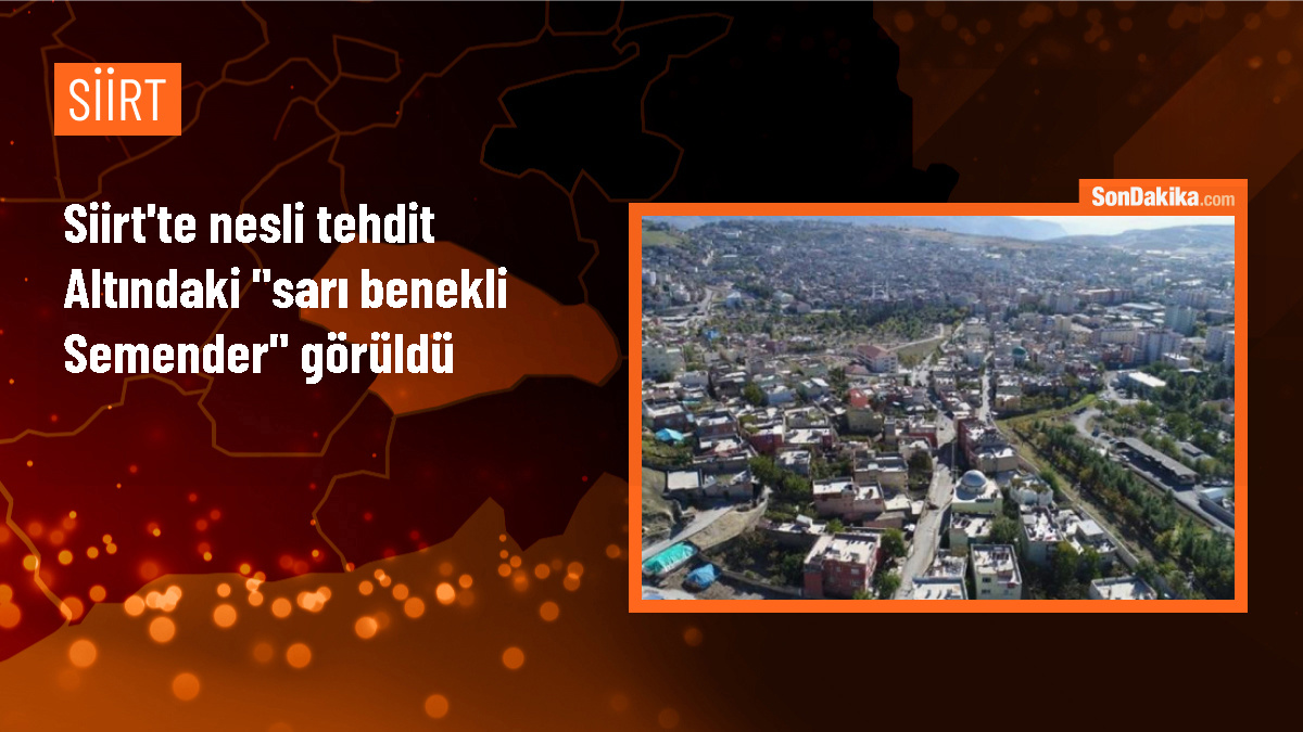 Siirt\'in Şirvan ilçesinde nesli tehdit altında olan Türk semenderi görüldü