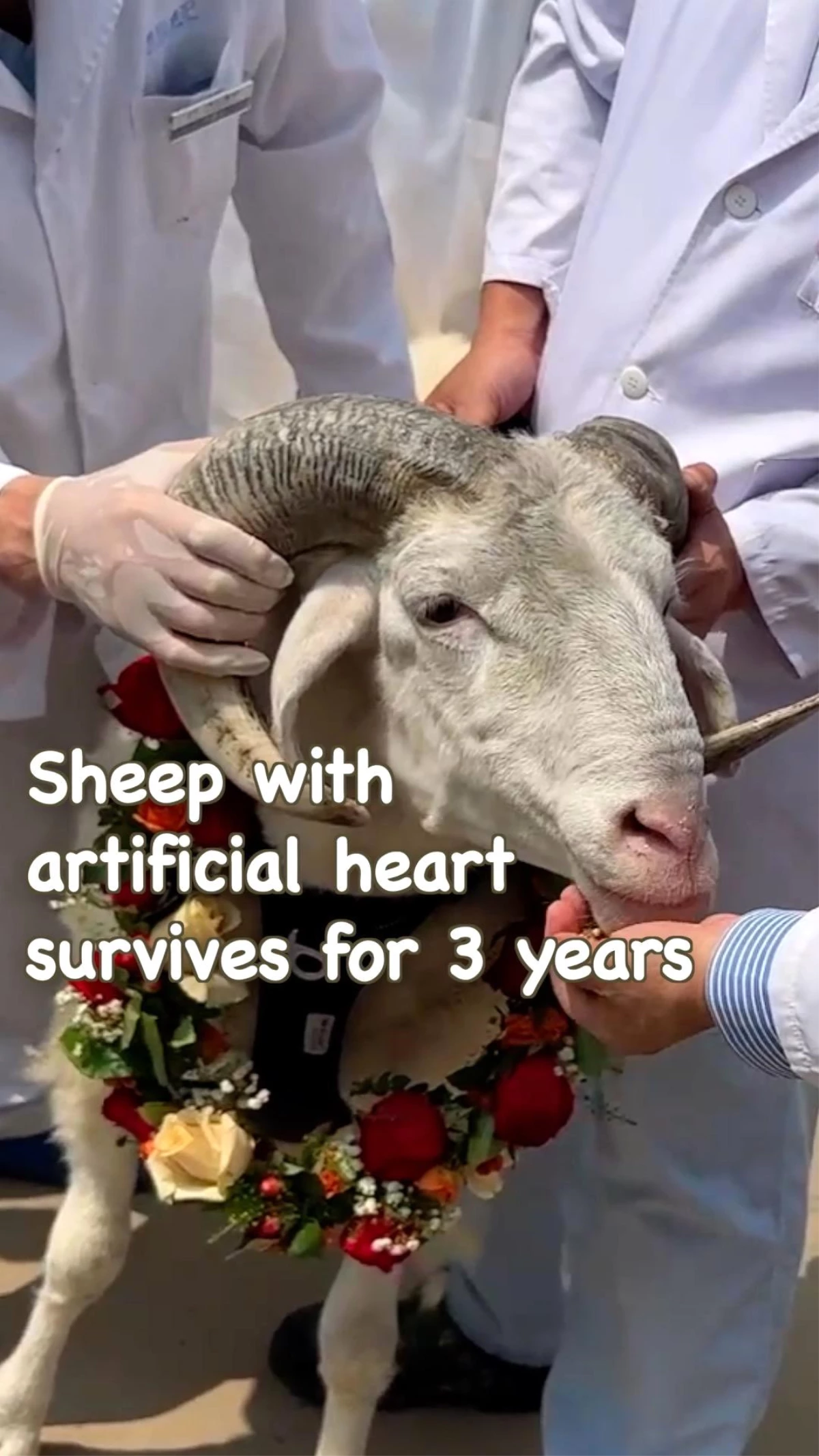 Yapay kalp takılan koyunun çeşitli görüntüleri