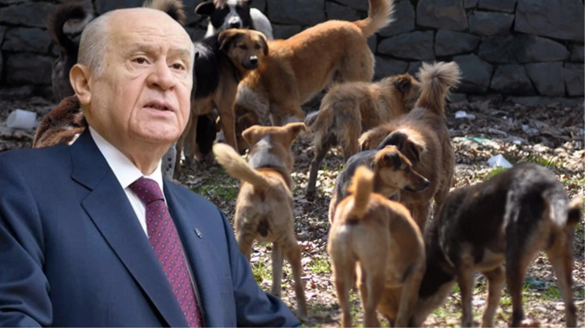 MHP lideri Bahçeli\'den başıboş köpeklere ilişkin açıklama: Çok tehlikeli boyutlara ulaştı