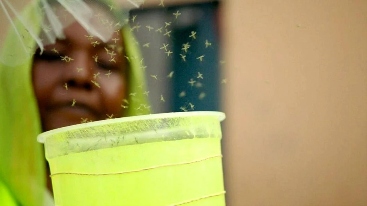 Genetiği Değiştirilmiş Sivrisinekler, Sıtma ile Mücadele İçin Doğaya Salındı