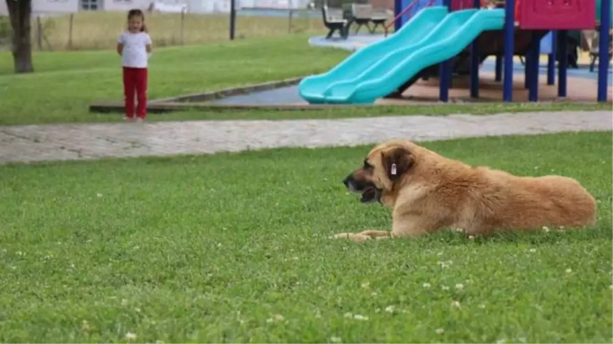 Çocuk parkında dehşet: 5 yaşındaki kız köpeğin saldırısına uğradı