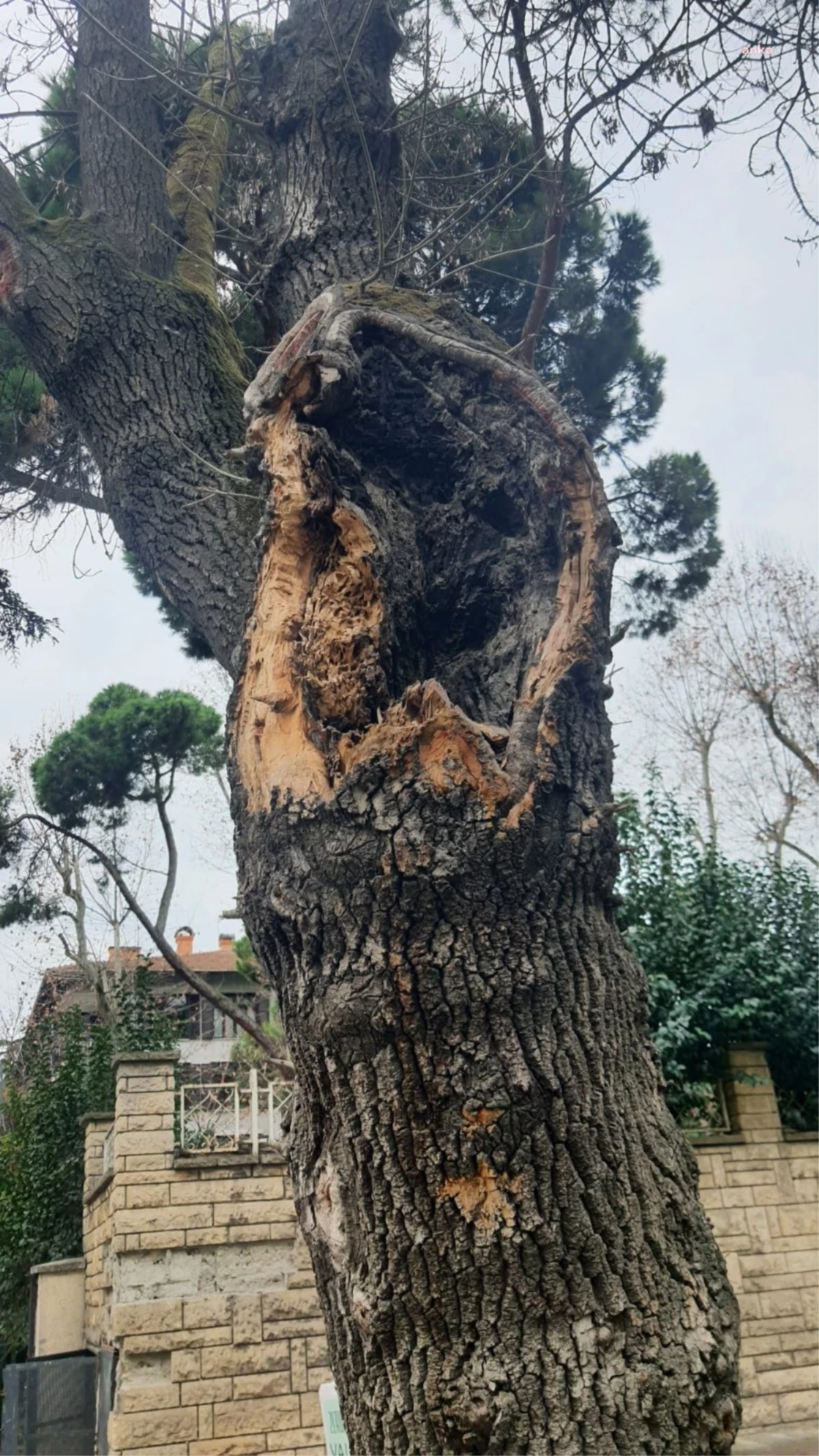 İBB, Kadıköy Cemil Topuzlu Caddesi\'nde hasta ağaçları yeniliyor