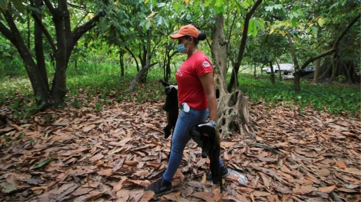 Meksika\'da aşırı sıcaklar nedeniyle ölen maymunlar ağaçlardan düşmeye başladı