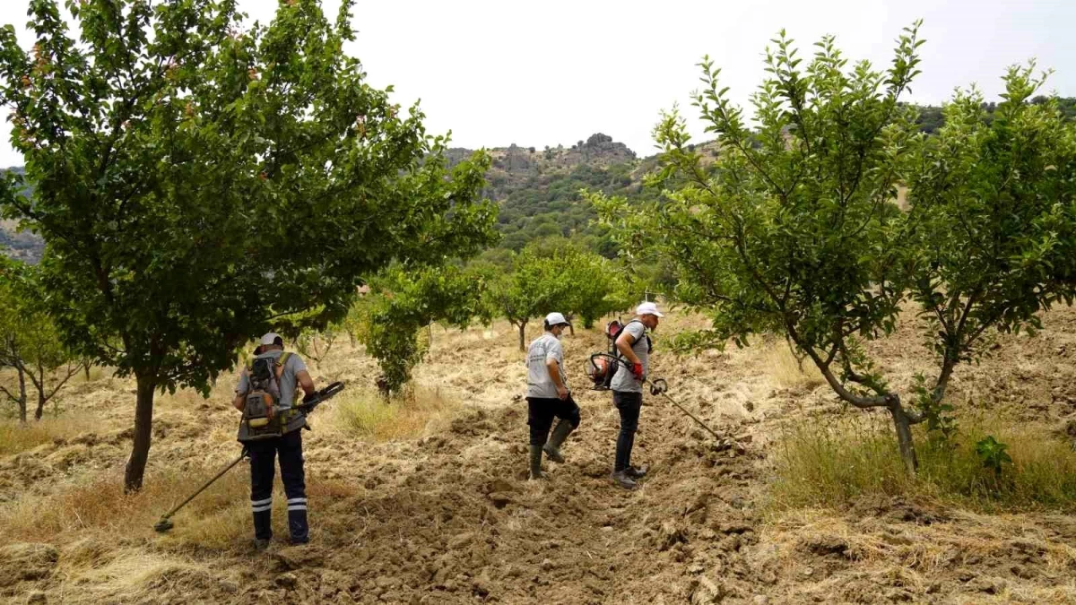 Yunusemre Belediyesi, Yuntdağı\'nda organik meyve bahçesinde temizleme ve budama çalışması yapıyor